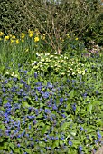 SPRING PLANTING BESIDE A HEDGE