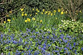 SPRING SHADE UNDERPLANTING