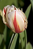 TULIPA SORBET