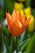 TULIPA BALLERINA