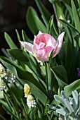 TULIPA PEACH BLOSSOM WITH MUSCARI ARMENIACUM MAGIC WHITE