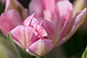 TULIPA PEACH BLOSSOM