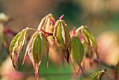 ACER KATSURA