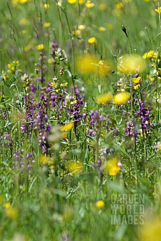 BREEZY_SPRING_MEADOW_WITH_ORCHIDS