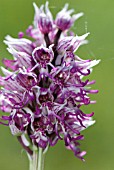 ORCHIS SIMIA, MONKEY ORCHID