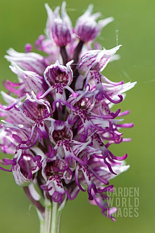 ORCHIS_SIMIA_MONKEY_ORCHID