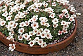 SAXIFRAGA X MEGASAIFLORA VIADANA