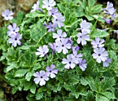 PRIMULA MARGINATA HOLDEN VARIETY