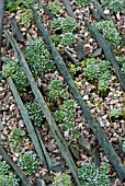 ALPINES GROWING IN SLATE AND CHIPPING