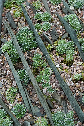 ALPINES_GROWING_IN_SLATE_AND_CHIPPING
