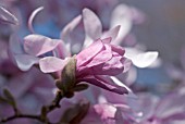 MAGNOLIA LEONARD MESSEL