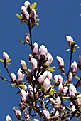 MAGNOLIA BUDS