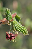 ACER JAPONICA ACONITIFOLIUM