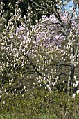 MAGNOLIA LOEBERI TREE