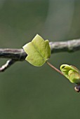 LIRIODENDRON TULIPIFERA