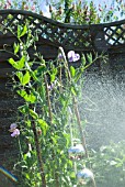 GARDEN WATERING