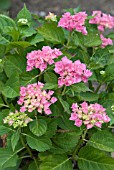 HYDRANGEA MACROPHYLLA GOLIATH