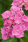 HYDRANGEA MACROPHYLLA GOLIATH