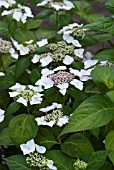 HYDRANGEA MACROPHYLLA VEITCHII