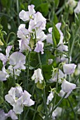 LATHYRUS ALBUTT BLUE