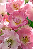 ROSA BLUSH RAMBLER