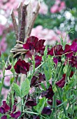 LATHYRUS ODORATUS BEAUJOLAIS