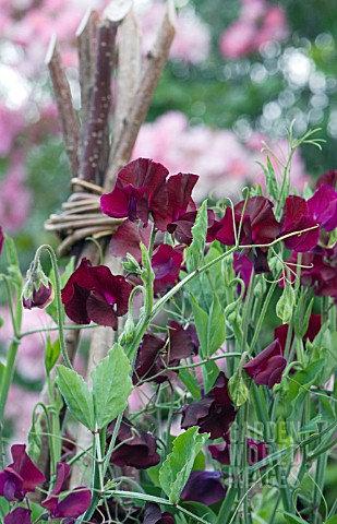 LATHYRUS_ODORATUS_BEAUJOLAIS