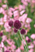 ALLIUM SPHAEROCEPHALON