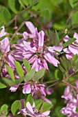 INDIGOFERA KIRILOWII