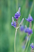 LAVANDULA CHRISTIANA