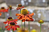 HELENIUM MOERHEIM BEAUTY