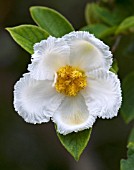 STUARTIA PSEUDOCAMELLIA, (SYN. STEWARTIA PSEUDOCAMELLIA)