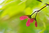 ACER PALMATUM OSAKAZUKI