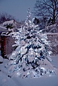 CHRISTMAS TREE WITH LIGHTS