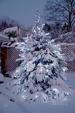 CHRISTMAS_TREE_WITH_LIGHTS