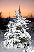 CHRISTMAS TREE WITH LIGHTS