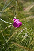 LYCHNIS WITH STIPA