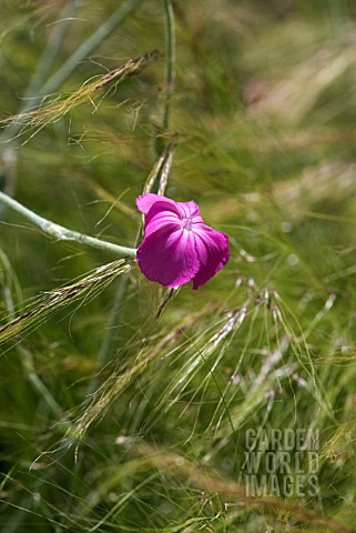LYCHNIS_WITH_STIPA