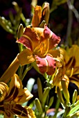 HEMEROCALLIS LOCHINVAR