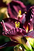 HEMEROCALLIS BELA LUGOSI