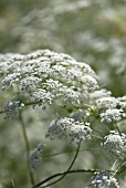 AMMI MAJUS