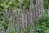 ACANTHUS SPINOSUS