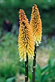 KNIPHOFIA LIGHT OF THE WORLD