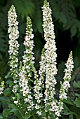 VERBASCUM PHOENICEUM ROMAN CANDLES