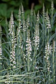 LYSIMACHIA EPHEMERUM