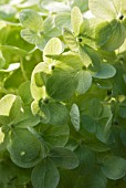 HYDRANGEA PANICULATA LIMELIGHT