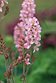 FRANCOA PINK BOUQUET