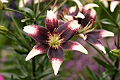 LILIUM NETTYS PRIDE