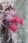 TILLANDSIA IONANTHA