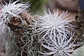 TILLANDSIA TECTOMUM